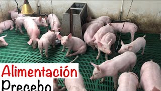 COMO engordar CERDOS🐷🍼🐷 COMIDA precebo CAPITULO 94  ALIMENTACIÓN EN CERDOSENGORDE CERDOS [upl. by Anoyk277]