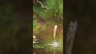 🐍 Cobra se Fazendo de Isca para o Peixe  cobra pesca pescador amazonia fypage viralvideo [upl. by Oilut]