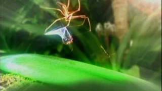 Im a celebrity cutscene spider web catch [upl. by Pammy]