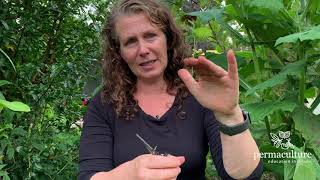 Lemonbalm How to grow use and propagate with Morag Gamble [upl. by Ball]