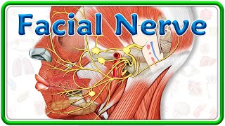 Facial Nerve Anatomy Animation  Nuclei Course Branches and Facial nerve Palsy  USMLE Step 1 [upl. by Sianna]