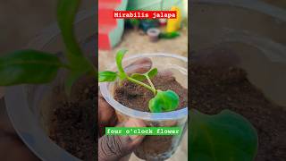 Mirabilis jalapa growing from seeds  four oclock flower jalapa seedling gardeningwithbob [upl. by Inness417]