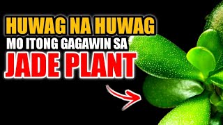 HUWAG NA HUWAG MO ITONG GAGAWIN SA TANIM MONG JADE PLANT [upl. by Oettam]