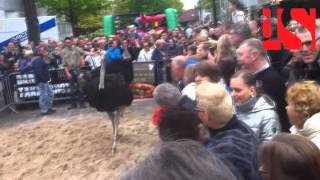 Protest struisvogelrace Ugchelen [upl. by Kilam]