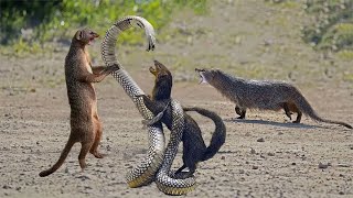 Incredible scene of snake and meerkat fight wild animal attack [upl. by Intyre213]