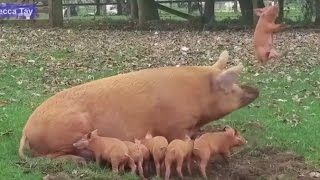 Mother Pig Launches Piglet Into the Air [upl. by Umont]