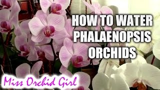 How to water Phalaenopsis orchids  tips for a healthy orchid [upl. by Fahy716]