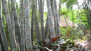 Dendrocalamus giganteus Quail Clone Bamboo [upl. by Raddatz]