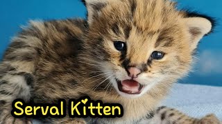 Lovely Serval Kitten Meow Compilation  Сервал [upl. by Nirda]