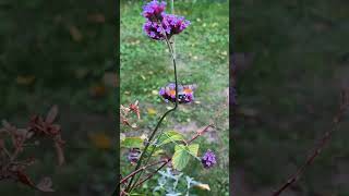 European Hummingbird Macroglossum stellatarum [upl. by Aiuqat]