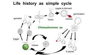 Zygotic meiosis  Isogamy  Anisogamy  Oogamy [upl. by Chilt]