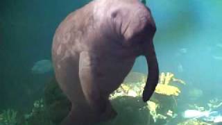 Manatee Profanity [upl. by Ivana]