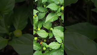 Quick update on the hot peppers Wiri Wiri Chilli peppers lasanafarms [upl. by Storm]