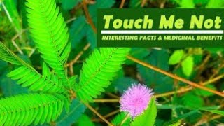 Touchmenot plantInteresting Facts and medicinal benefitsPadhus world 🌎 [upl. by Singleton]