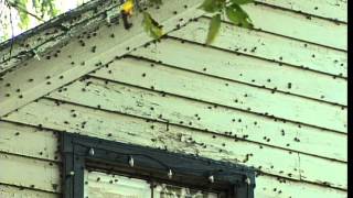 Stinkbug Invasion [upl. by Row]