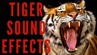 TIGER SOUND EFFECTS  Tiger Roar and Growl [upl. by Shandeigh655]