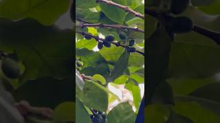 Arabica coffee plant  Ayurveda and Spice Garden in Kerala Kerala garden nature coffee [upl. by Acisset]