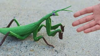 GIGANTIC PRAYING MANTIS [upl. by Norak]