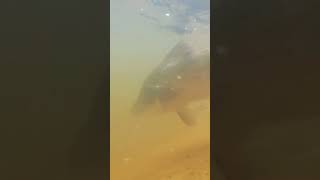 barramundi catch and release fishing australia catchandrelease townsville [upl. by Galanti]