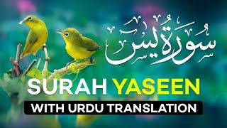 Surah Yasin  Yaseen  with Urdu Translation  Quran Tilawat Beautiful Voice  Hindi Tarjuma [upl. by Ruthanne]