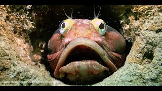 Sarcastic Fringehead english animals kidstory dangerous ocean sea fish interesting kids [upl. by Endys]