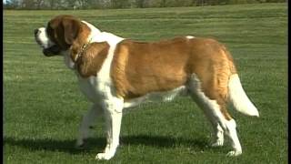 Saint Bernard  AKC Dog Breed Series [upl. by Orlando]