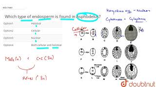 Which type of endosperm is found in Asphodelus [upl. by Maddalena792]