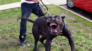 Presa Canario isnt a Good Family Dog [upl. by Ogg]