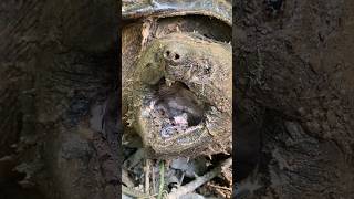 Alligator Snapping Turtle VS Common Snapper How to Tell the Difference🔎🐢 [upl. by Juanita784]