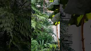 Nashville Opryland 2 shortsvideo [upl. by Nelrsa]