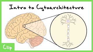 Introduction To Cytoarchitecture Brodmann AreasMap  Clip [upl. by Claire]