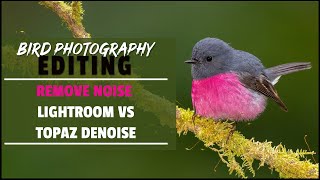 How To Remove Noise From Bird Photos Using Topaz Denoise or Lightroom  Noise Reduction Examples [upl. by Halverson93]