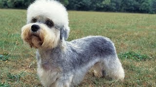 Dandie Dinmont Terrier  Raza de Perro [upl. by Frannie]