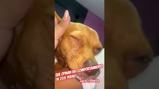 Que opinas de este perro LLORANDO  DOLOR O MANIPULACIÓN 😮😱 [upl. by Retsub]