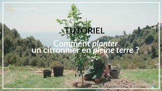 TUTORIEL  Comment planter un citronnier en pleine terre [upl. by Shuler577]