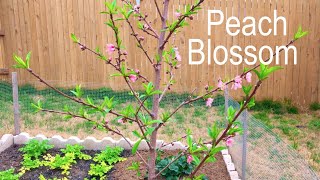 Watch Plants Grow Peach Blossom Time Lapse [upl. by Rossing786]