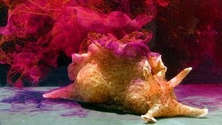 SEA HARE BIOWEAPONS  A Colorfully Sticky Defense [upl. by Ayekat]