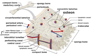 Bones Structure and Types [upl. by Alamap]