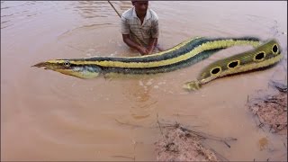 How to catch fish macrognathus in Cambodia  Traditional catch fish macrognathus in my village [upl. by Ennairol]