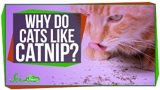 Why Do Cats Like Catnip [upl. by Airtal]