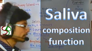 Saliva  enzymes in saliva [upl. by Rothberg]