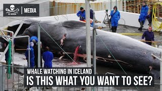 Whale Watching in Iceland Is this what you want to see [upl. by Adyl]