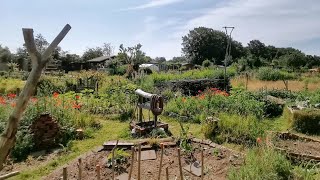 Aus Unkraut wird Permakultur 🌱  Natur Pur im Schrebergarten 🌸  🎬 Folge 198 [upl. by Rovaert162]