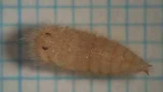 ヒメカツオブシムシの蛹1 Pupa of Attagenus japonicus [upl. by Nauqan]