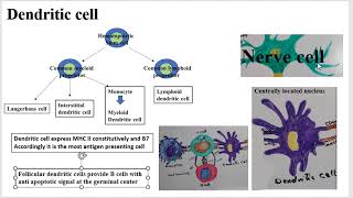 Dendritic Cells [upl. by Autum847]