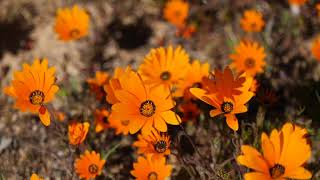 Namaqualands amazing wild flowers [upl. by Nylarej]