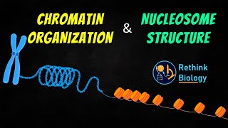 Chromatin Organization Animation  Nucleosome Structure [upl. by Julide]