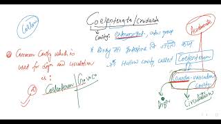 L1 ON COELENTERATA BY KN SIR [upl. by Massie]