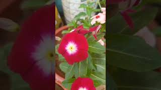 Vinca flowernature gardening flute youtubeshort viralvideo shrots [upl. by Everard]