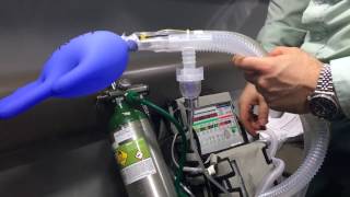 How to connect inline nebulizer to LTV 1200 Ventilator [upl. by Yrellam]